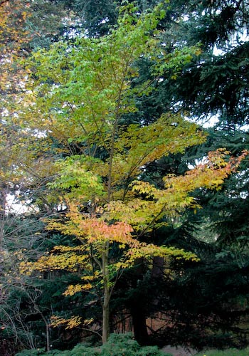 Acer cissifolium